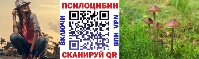 дарнет шоп  Болгар  Псилоцибиновые грибы Psilocybe 